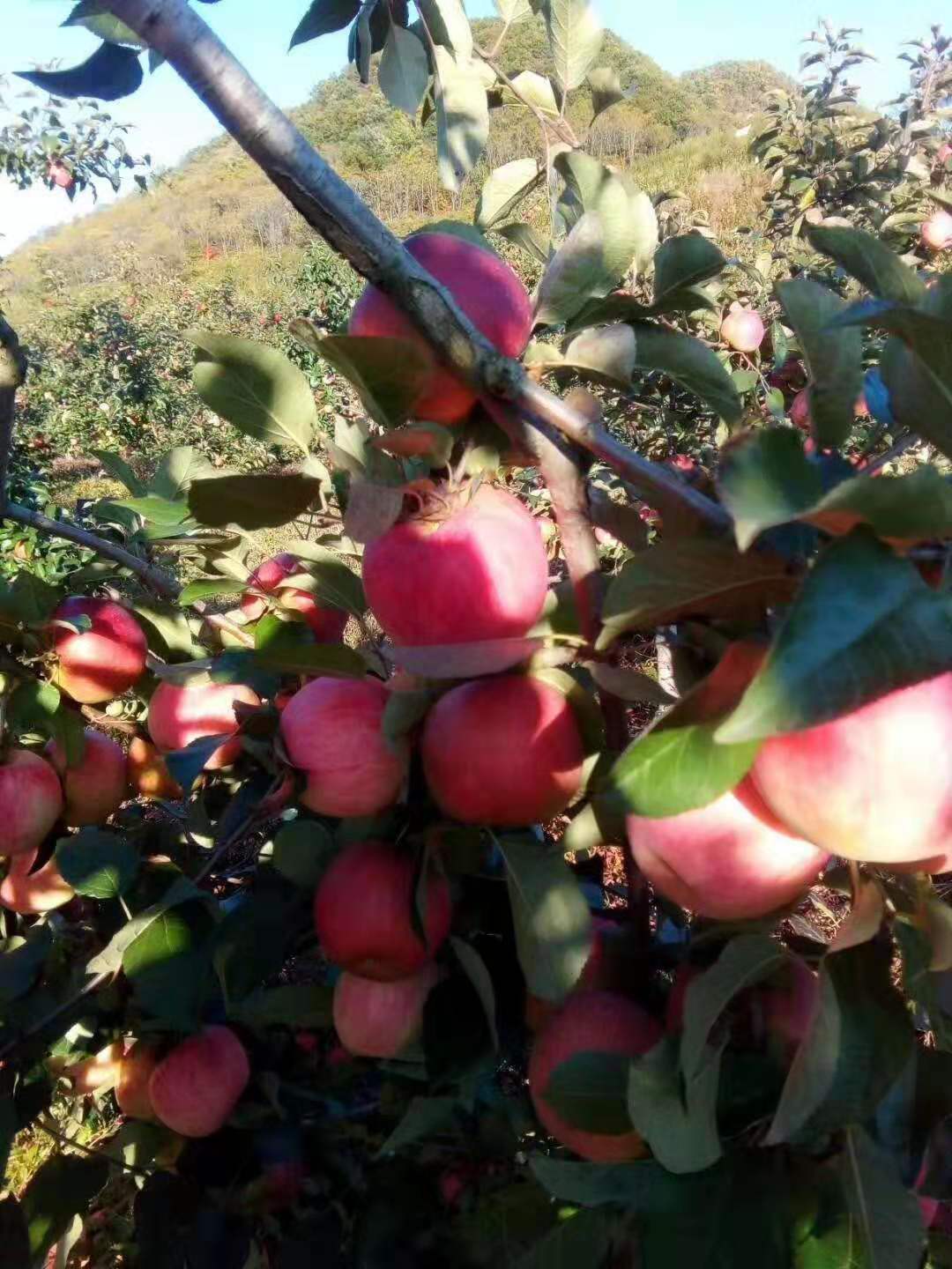 苹果代办