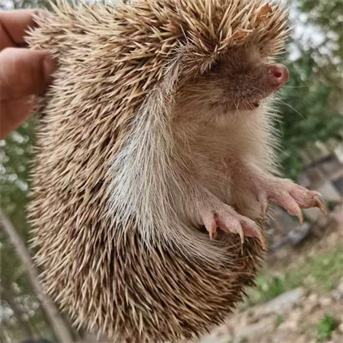 刺猬养殖基地